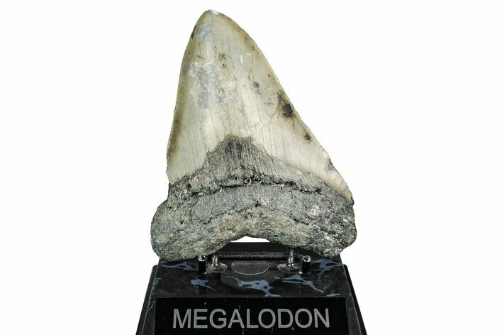 Fossil Megalodon Tooth - North Carolina #344054